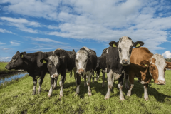 农业巨头邦吉（